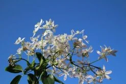 Bosrank, Groenblijvend (Clematis Armandii 'Apple Blossom') 14 Bosrank, Groenblijvend (Clematis Armandii 'Apple Blossom') -Groene Wereld clematis armandii apple blossom 4
