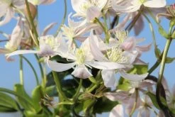 Bosrank, Groenblijvend (Clematis Armandii 'Apple Blossom') 19 Bosrank, Groenblijvend (Clematis Armandii 'Apple Blossom') -Groene Wereld clematis armandii apple blossom 5
