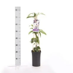 Bosrank, Groenblijvend (Clematis Armandii 'Apple Blossom') 15 Bosrank, Groenblijvend (Clematis Armandii 'Apple Blossom') -Groene Wereld clematis armandii apple blossom 2