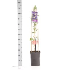 Bosrank (Clematis 'Blue Pirouette') -Groene Wereld clematis blue pirouette pbr 1.00 1.25 1