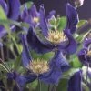 Bosrank (Clematis 'Blue Pirouette') -Groene Wereld clematis blue pirouette pbr 2