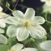 Bosrank (Clematis 'Guernsey Cream') -Groene Wereld clematis guernsey cream 2