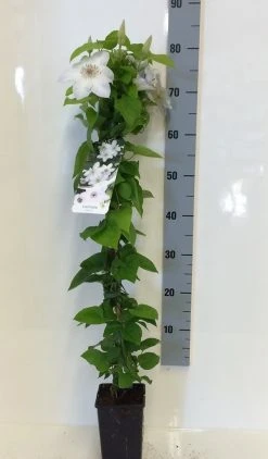 Bosrank (Clematis 'Henryi') 7 Bosrank (Clematis 'Henryi') -Groene Wereld clematis henryi 80 100 c2 1