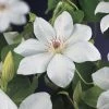 Bosrank (Clematis 'Henryi') -Groene Wereld clematis henryi 2 1