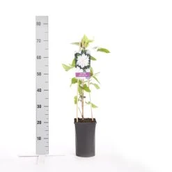 Bosrank (Clematis 'Jackmanii Alba') 7 Bosrank (Clematis 'Jackmanii Alba') -Groene Wereld clematis jackmanii alba 1