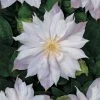 Bosrank (Clematis 'Jackmanii Alba') 1 Bosrank (Clematis 'Jackmanii Alba') -Groene Wereld clematis jackmanii alba 2