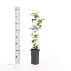 Bosrank (Clematis 'Madame Le Coultre') -Groene Wereld clematis madame le coultre