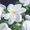 Bosrank (Clematis 'Madame Le Coultre') -Groene Wereld clematis madame le coultre 2