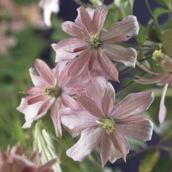 Bosrank (Clematis Montana 'Broughton Star')