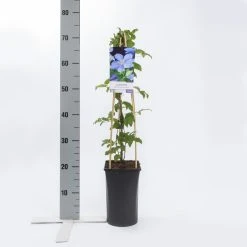 Bosrank (Clematis 'Mrs Cholmondeley') -Groene Wereld clematis mrs. cholmondeley 1