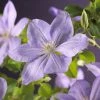 Bosrank (Clematis 'Mrs Cholmondeley') -Groene Wereld clematis mrs. cholmondeley 2