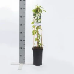 Bosrank (Clematis 'Paul Farges') 9 Bosrank (Clematis 'Paul Farges') -Groene Wereld clematis paul farges 1