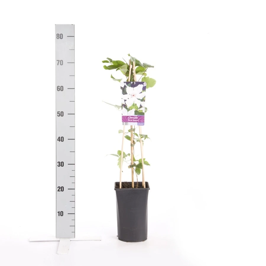 Bosrank (Clematis 'Snow Queen') 4 Bosrank (Clematis 'Snow Queen') - Afbeelding 2
