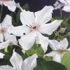 Bosrank (Clematis 'Snow Queen') -Groene Wereld clematis snow queen 2