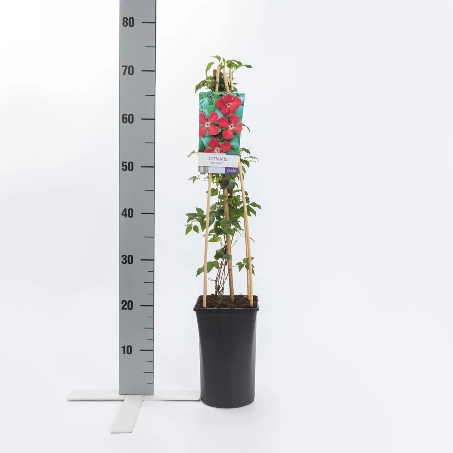 Bosrank (Clematis Viticella 'Rubra') 4 Bosrank (Clematis Viticella 'Rubra') - Afbeelding 2