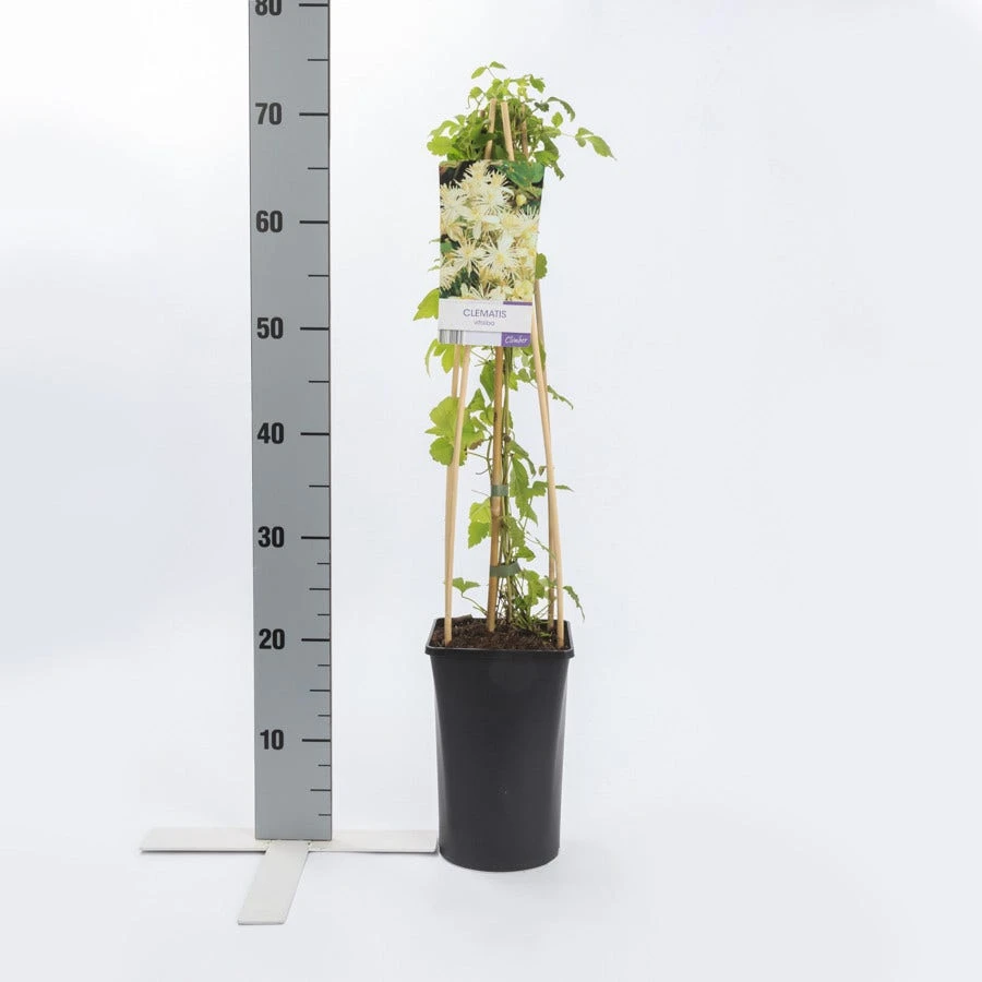 Bosrank (Clematis Vitalba) 4 Bosrank (Clematis Vitalba) - Afbeelding 2