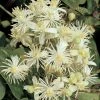 Bosrank (Clematis Vitalba) -Groene Wereld clematis vitalba 2 1