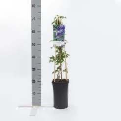 Bosrank (Clematis Viticella) -Groene Wereld clematis viticella 1