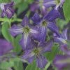 Bosrank (Clematis Viticella) -Groene Wereld clematis viticella 2 1