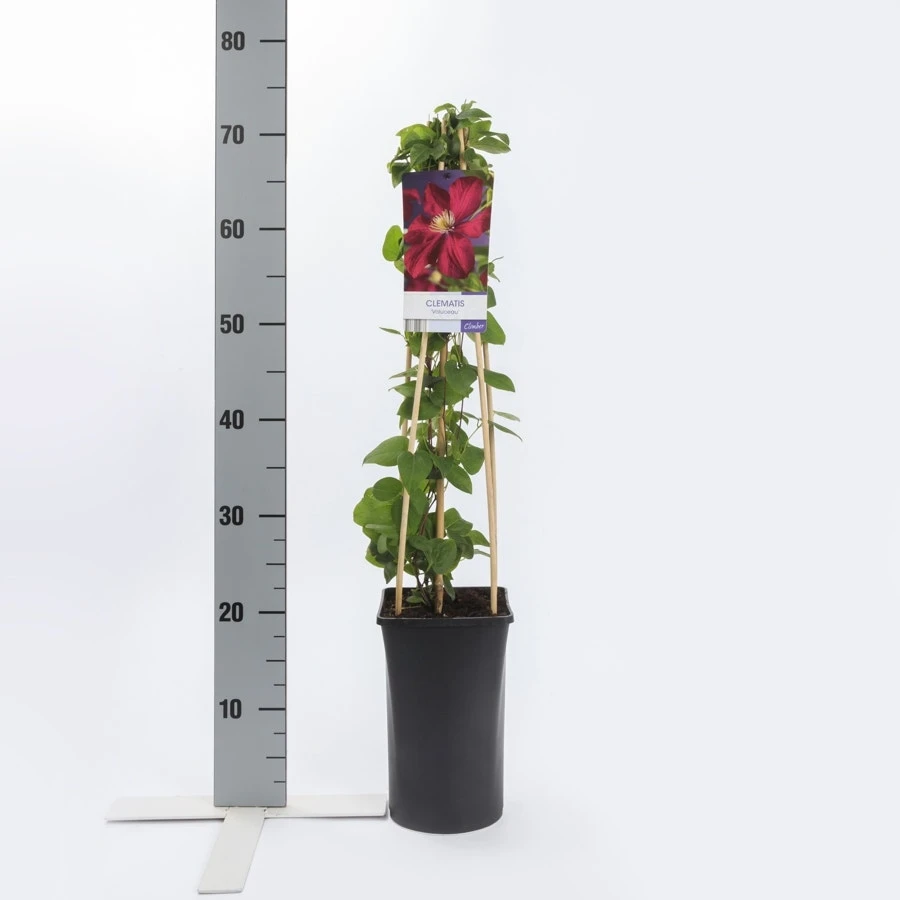 Bosrank (Clematis 'Voluceau') 4 Bosrank (Clematis 'Voluceau') - Afbeelding 2