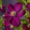 Bosrank (Clematis 'Voluceau') -Groene Wereld clematis voluceau 2