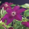 Bosrank (Clematis 'Westerplatte') -Groene Wereld clematis westerplatte 2 1