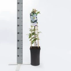 Bosrank (Clematis 'Yukikomachi') 9 Bosrank (Clematis 'Yukikomachi') -Groene Wereld clematis yukikomachi