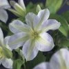 Bosrank (Clematis 'Yukikomachi') 2 Bosrank (Clematis 'Yukikomachi') -Groene Wereld clematis yukikomachi 2