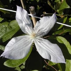 Bosrank (Clematis 'Jackmanii Alba') 6 Bosrank (Clematis 'Jackmanii Alba') -Groene Wereld cljalba 1 1