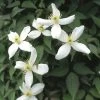 Bosrank (Clematis Montana 'Alba') -Groene Wereld clmontan 1