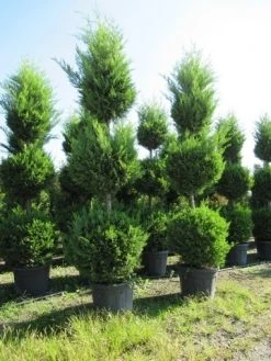 Cupressocyparis, Triobol (Cupressocyparis Leylandii 'Castlewellan Gold') -Groene Wereld conifeer triobol 2