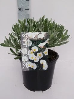 Zilverwinde (Convolvulus Cneorum ) -Groene Wereld convolvulus 10 6