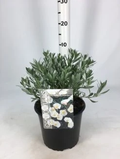 Zilverwinde (Convolvulus Cneorum ) -Groene Wereld convolvulus 26 06