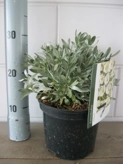 Zilverwinde (Convolvulus Cneorum ) -Groene Wereld convolvulus cneorom c3 26 6 2019