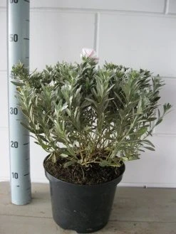 Zilverwinde (Convolvulus Cneorum ) -Groene Wereld convolvulus cneorum c5 oktober 2