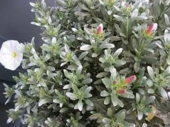 Zilverwinde (Convolvulus Cneorum )