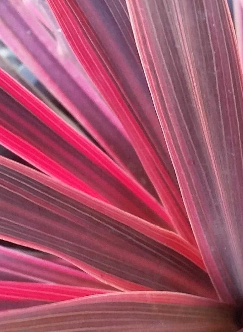 Cordyline (Cordyline Australis 'Electric Pink') 4 Cordyline (Cordyline Australis 'Electric Pink') - Afbeelding 2
