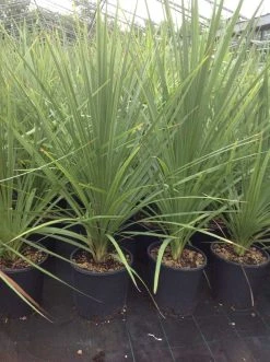 Cordyline (Cordyline Australis) -Groene Wereld cordyline australis 1