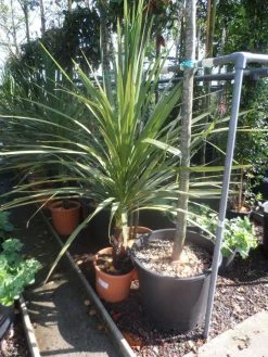 Cordyline (Cordyline Australis) -Groene Wereld cordyline australis 125 150 c20