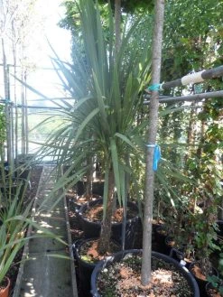 Cordyline (Cordyline Australis) -Groene Wereld cordyline australis 150 175 cont