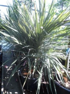 Cordyline (Cordyline Australis) -Groene Wereld cordyline australis 175 200 meerstammig 1