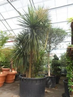 Cordyline (Cordyline Australis) -Groene Wereld cordyline australis 300 400 c750 meerstammig