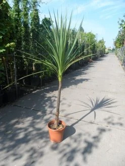 Cordyline (Cordyline Australis) -Groene Wereld cordyline australis c10 1