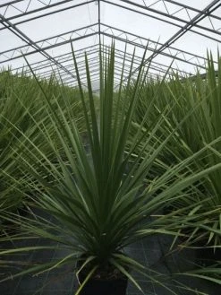 Cordyline (Cordyline Australis) -Groene Wereld cordyline australis c10 1 1