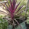 Cordyline (Cordyline Australis 'Electric Pink') -Groene Wereld cordyline australis cherry sensation 1