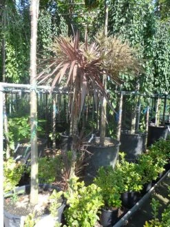 Cordyline (Cordyline Australis 'Atropurpurea') -Groene Wereld cordyline australis red star 150 175 c25