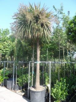 Cordyline (Cordyline Australis) -Groene Wereld cordyline australis solitair 250stam 1
