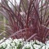 Cordyline (Cordyline 'Can Can') -Groene Wereld cordyline cancan02 1