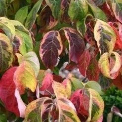 Kornoelje Op Stam (Cornus Florida 'Rainbow') -Groene Wereld cornus florida rainbow