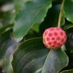 Kornoelje (Cornus Kousa 'China Girl') 30 Kornoelje (Cornus Kousa 'China Girl') -Groene Wereld cornus kousa china girl